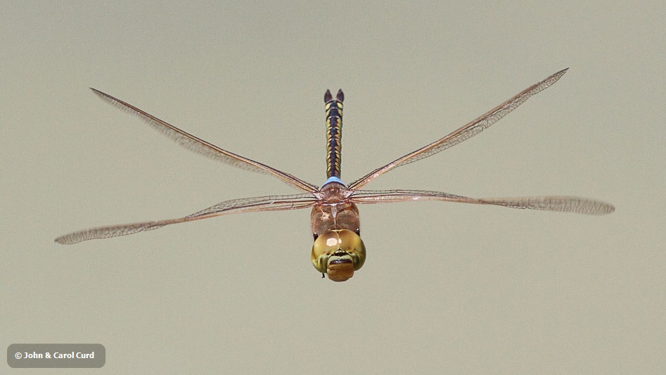 J17_0805 Anax ephippiger male.JPG